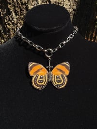 Image 4 of Callicore Cynosura Butterfly Sword Choker