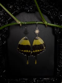 Image 2 of Giant Swallowtail Butterfly Wing Earrings II