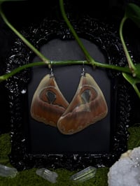 Image 4 of Atlas Moth Wing Earrings II
