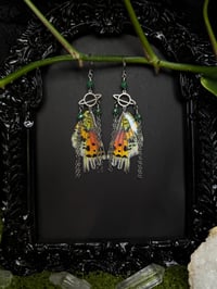 Image 4 of Madagascan Sunset Moth Wing Earrings II
