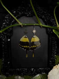 Image 3 of Giant Swallowtail Butterfly Wing Earrings II