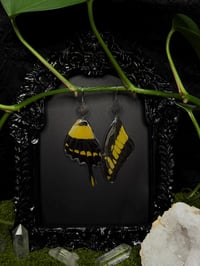 Image 4 of Giant Swallowtail Butterfly Wing Earrings