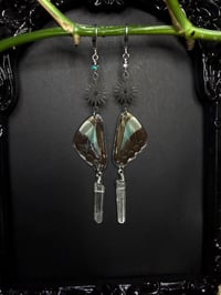 Image 4 of Graphium Sarpedon Butterfly Wing Earrings