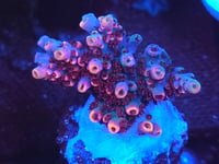 Image 1 of TSA Fruity Pebbles Acropora