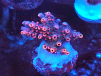 Image 2 of TSA Fruity Pebbles Acropora