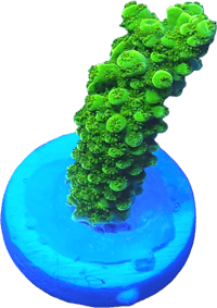 Green Slimer Acropora