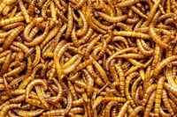 Mealworms