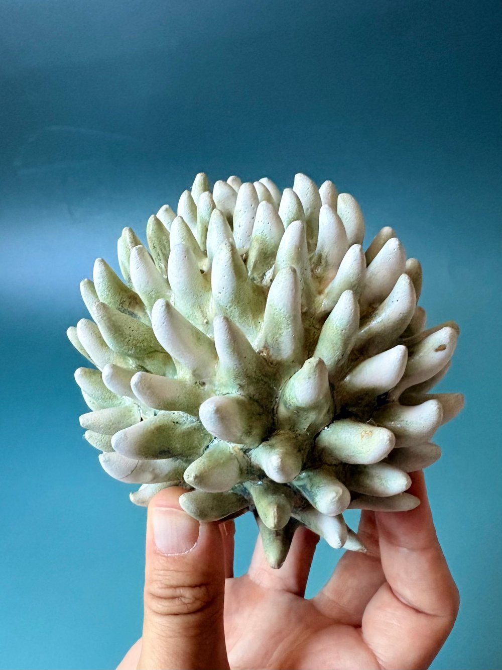 Image of Arctic thistle 