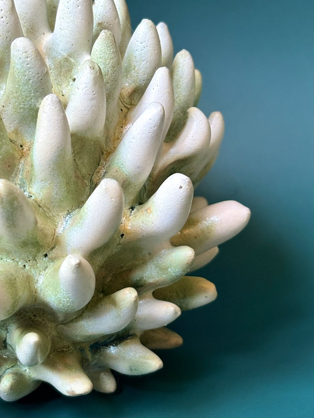 Image of Arctic thistle 