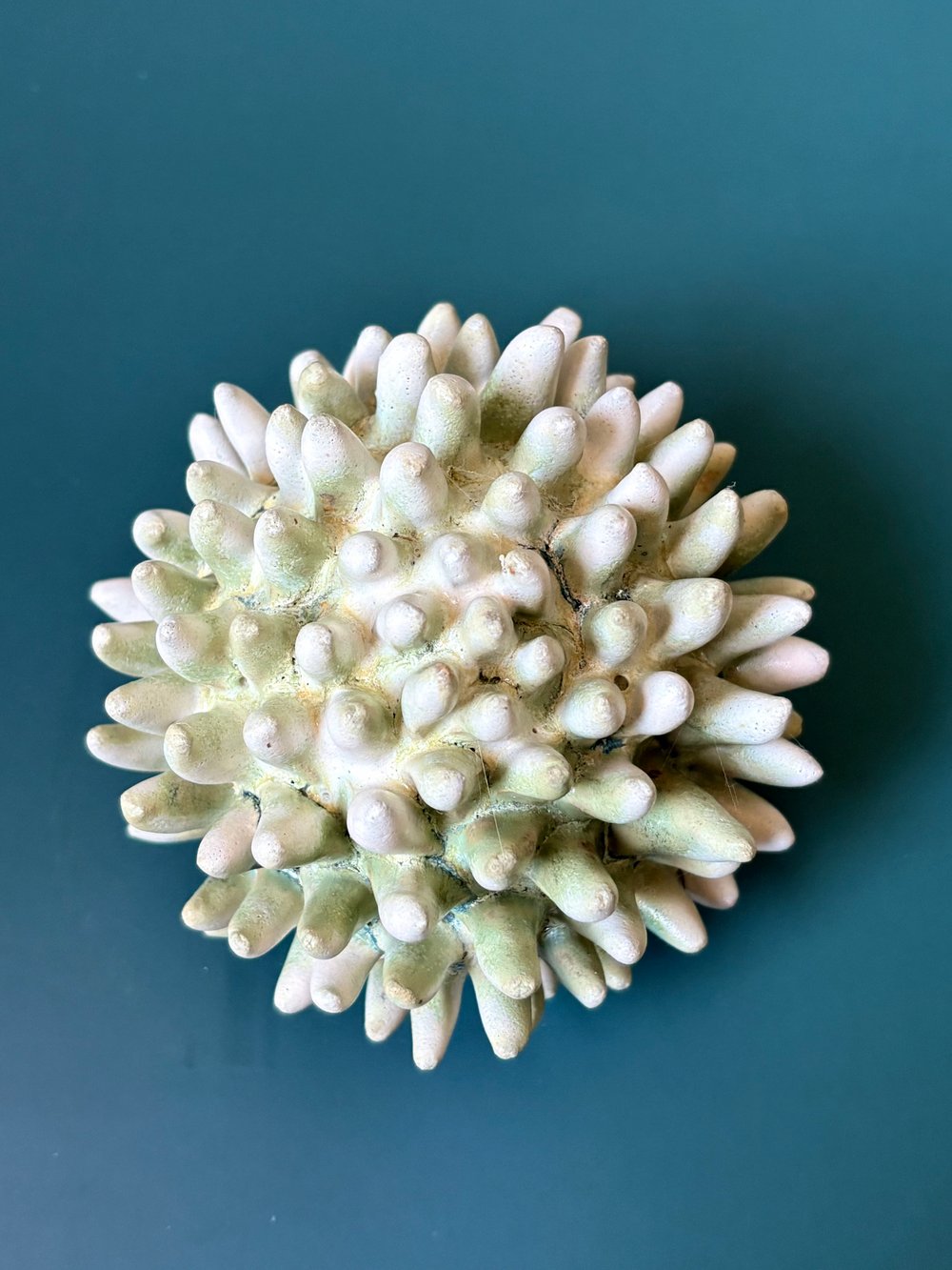 Image of Arctic thistle 