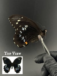 #152 Papilio Gambrisius (Forest Giant Swallowtail)