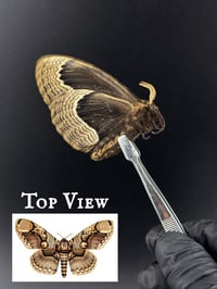 #145 Brahmea Hearseyi (Giant Tropical Owl Moth)