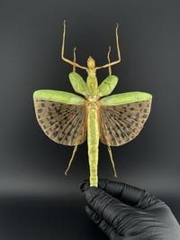 #073 Paracyphocrania Major (Leopard Spotted Walking Stick)