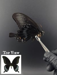 #074 Papilio Ascalaphus (Ascalaphus Swallowtail)