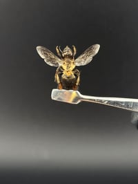 #075 Apis Dorsata (Giant Honey Bee)