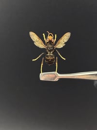 Image 1 of #076 Vespa Velutina (Asian Hornet)