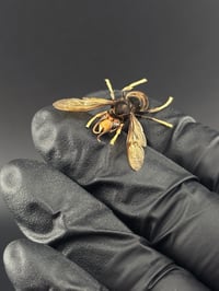 Image 2 of #076 Vespa Velutina (Asian Hornet)