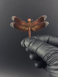 Image 1 of #078 Neurothemis Fluctuans (Common Parasol Dragonfly)