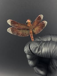 Image 2 of #078 Neurothemis Fluctuans (Common Parasol Dragonfly)