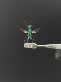 #079 Ampulex Erythropus (Emerald Cockroach Wasp)