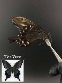 #080 Papilio Maackii (Alpine Black Swallowtail, Summer Form)