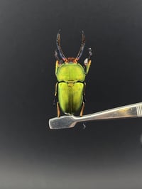 Image 1 of #081 Lamprina Aldophinae (Green Stag Beetle)