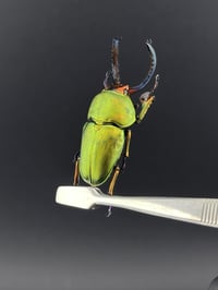 Image 2 of #081 Lamprina Aldophinae (Green Stag Beetle)