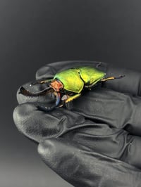 Image 3 of #081 Lamprina Aldophinae (Green Stag Beetle)