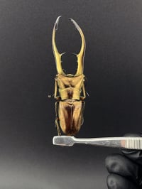 Image 1 of #083 Cyclommatus Metallifer (Metallic Stag Beetle)