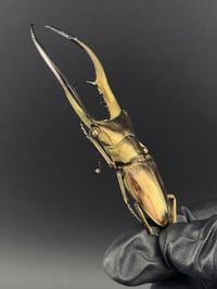 Image 2 of #083 Cyclommatus Metallifer (Metallic Stag Beetle)