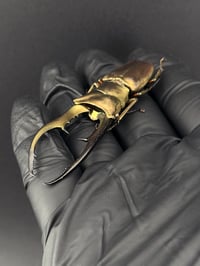 Image 3 of #083 Cyclommatus Metallifer (Metallic Stag Beetle)