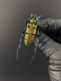 #089 Diastocera Wallichi (Fabulous Longhorn Beetle)