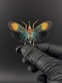 Image 1 of #099 Pyrops Gunji (Blue Lanternfly)