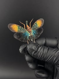 Image 2 of #099 Pyrops Gunji (Blue Lanternfly)