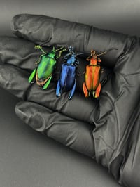 Image 1 of #102 Sagra Longicollis (Frog-Leg Beetle, 3pk)