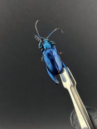 Image 2 of #102 Sagra Longicollis (Frog-Leg Beetle, 3pk)