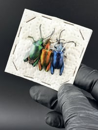 Image 3 of #102 Sagra Longicollis (Frog-Leg Beetle, 3pk)