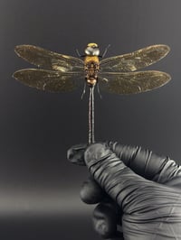 Image 1 of #103 Anax Gibbosulus (Emperor Dragonfly)