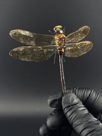 Image 2 of #103 Anax Gibbosulus (Emperor Dragonfly)