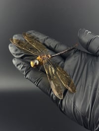 Image 3 of #103 Anax Gibbosulus (Emperor Dragonfly)