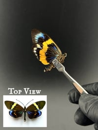#108 Eterusia Repleta (Day Forester Moth)