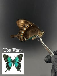 #109 Papilio Lorquinianus (Sea Green Swallowtail)