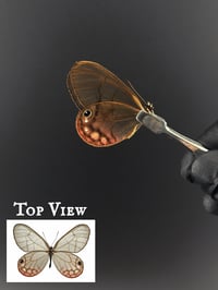 #110 Cithaerias Aurorina (Blushing Pink Glasswing, Female)