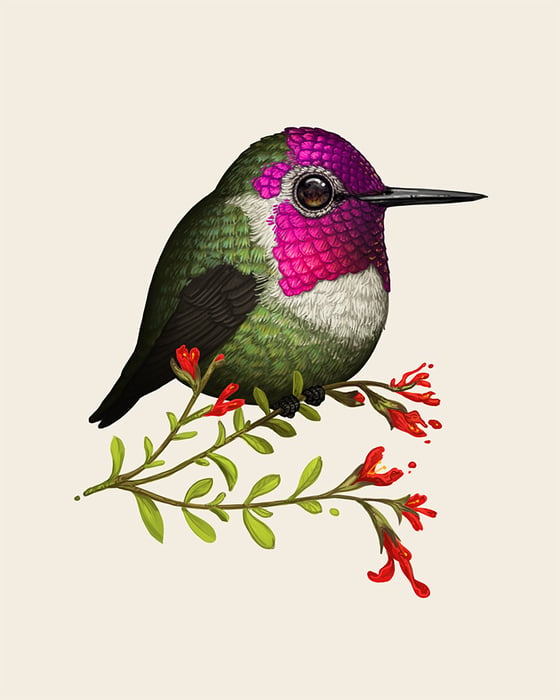 Image of Anna's Hummingbird