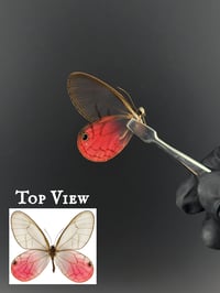 #110 Cithaerias Aurorina (Pink Glasswing, Male)