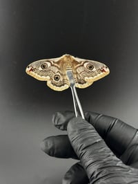 #111 Saturnia Pavionella (Ligurian Emperor Moth, Female)