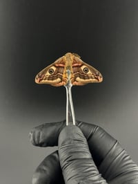 #111 Saturnia Pavionella (Ligurian Emperor Moth, Male)