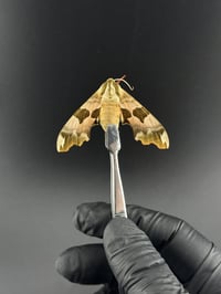 #112 Mimas Tilae (Lime Hawk Moth)