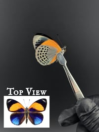 #114 Asterope Markii Davisi (Asterope Butterfly)