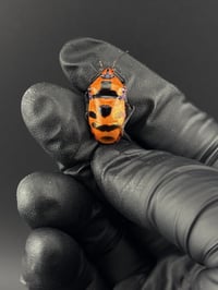 #115 Eucorysses Javanus (Clown-Face Shield Bug)
